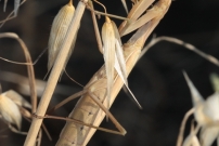 La mante religieuse (Dictyoptre - Mantidae - Mantis religiosa)